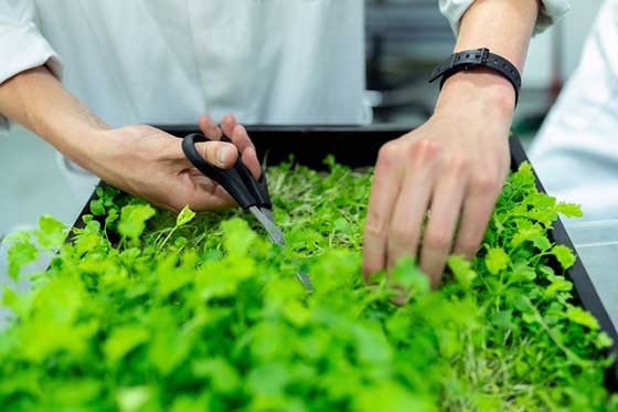 horticulrurist cutting plant.jpg