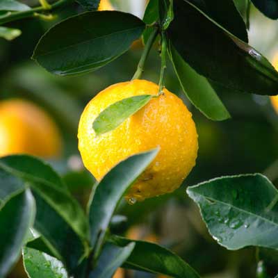 horticulture fruit produce.jpg
