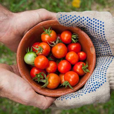 horticulture vegetable produce.jpg