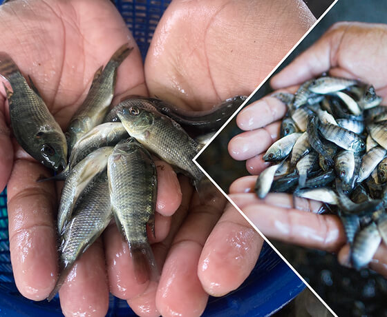 monosex tilapia fish seed fish