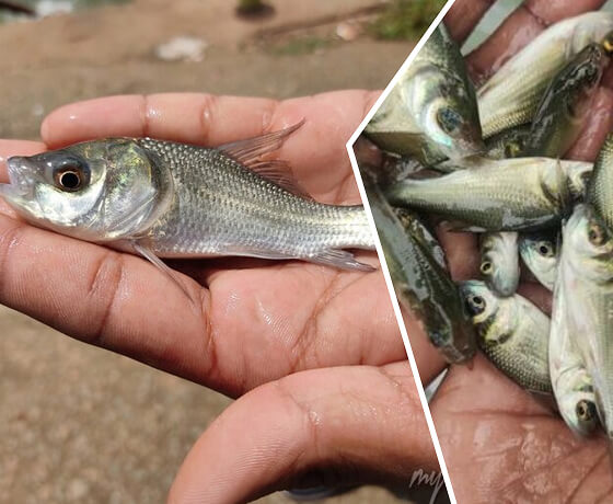 Catla Fish seed fish