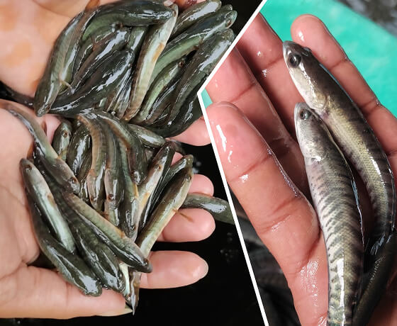 murrel fish seed fish