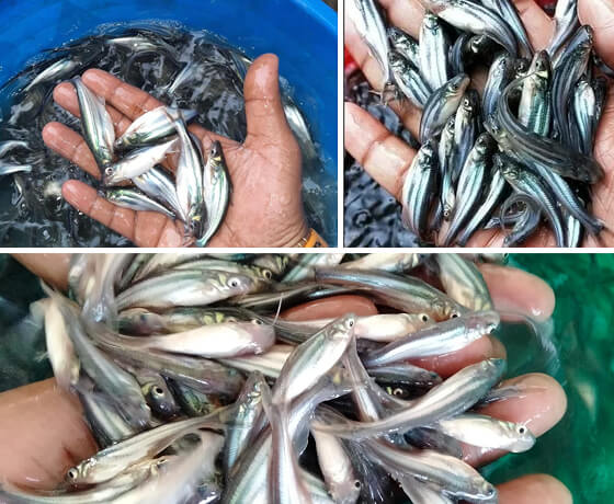 pangasius fish seed fish